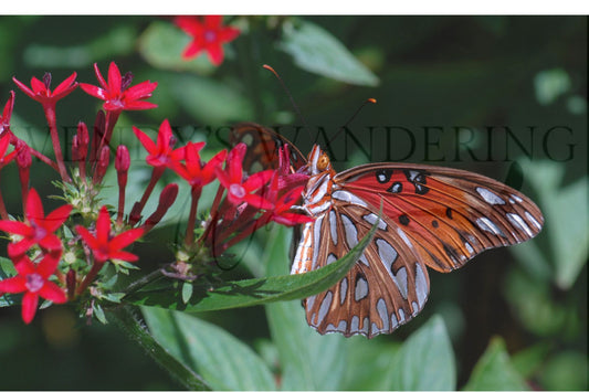 Fiery Stillness-Photography Card