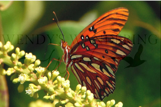 Flits of Fritillary-Photography Card