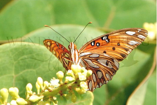 Flare of Fritillary-Photography Card
