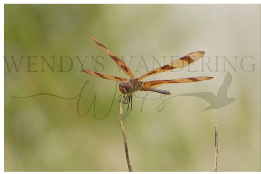 Autumn Banner-Photography Print