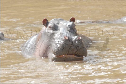 Hippo Humor-Photography Print