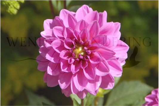Sunlit Bloom-Photography Card