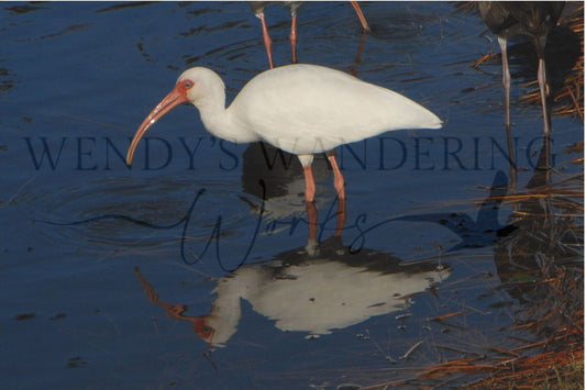 Reflective Grace-Photography Print