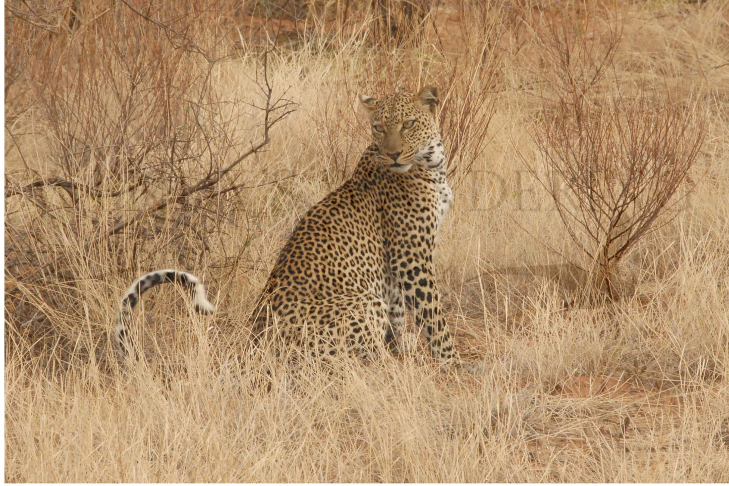 Poised in the Grass-Photography Card