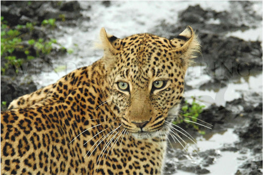 Steady Gaze-Photography Print