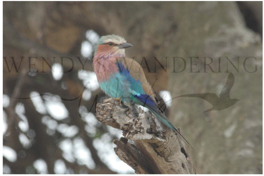 Perched in Paint-Photography Print