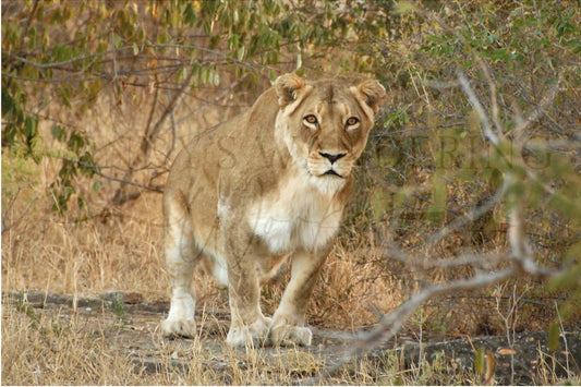 Egde of the Hunt-Photography Print