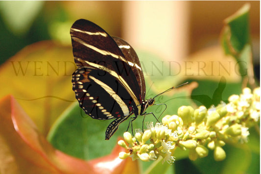 Grace in Strips-Photography Print