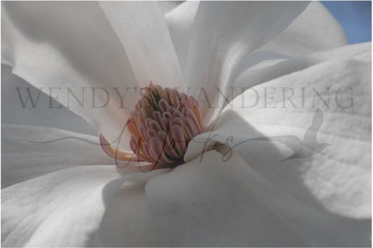 Whispers of the Magnolia-Photography Card