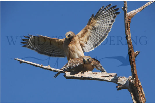 Skybound Courtship-Photography Print