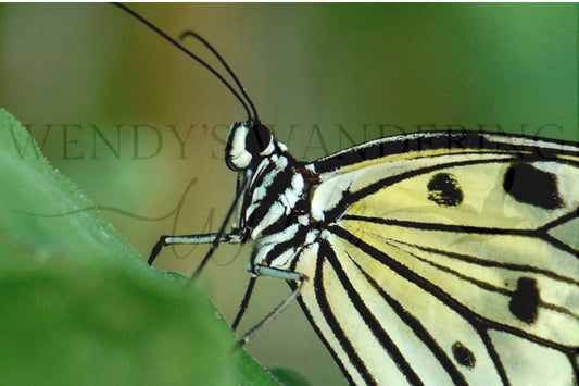 Tree Nymph-Photography Print
