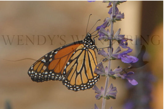 Veil of Orange-Photography Card