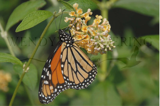 Monarch's Embrace-Photography Card
