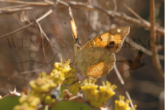 Sunlit Sips-Photography Print