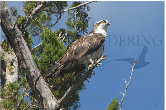 Perch of the Hunter-Photography Print