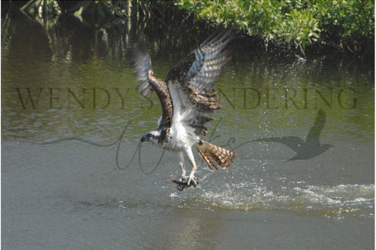 Rippling Triumph-Photography Card