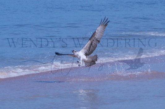 Osprey Hunt-Photography Print