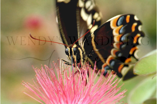 Whispers of Palamedes-Photography Card