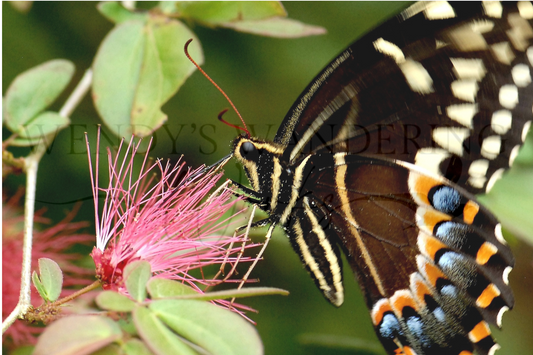 Palamedes in the Garden-Photography Card