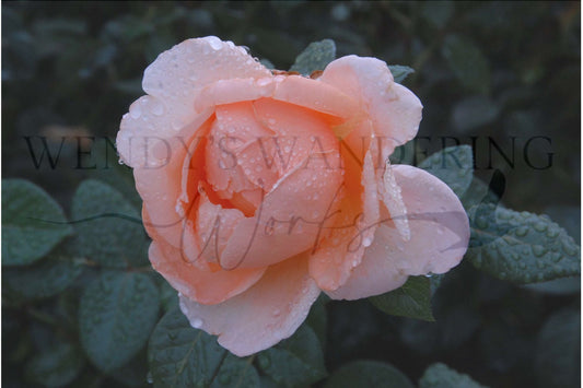 Morning Blush-Photography Card