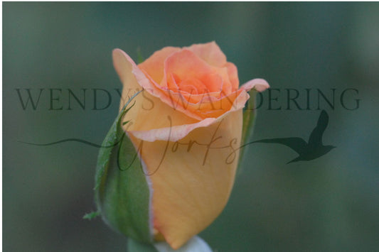 Whisper of Warmth-Photography Card