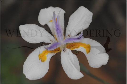 Whispers of Spring-Photography Card