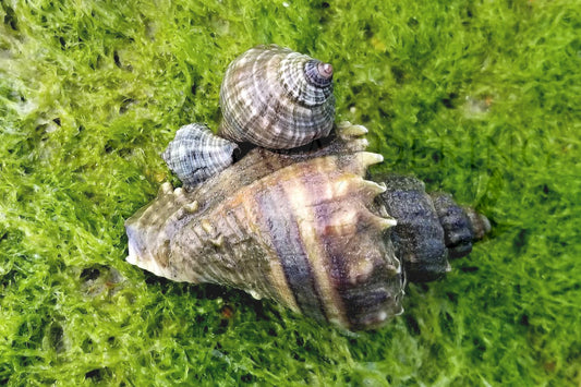 Hitching a Ride-Photography Print