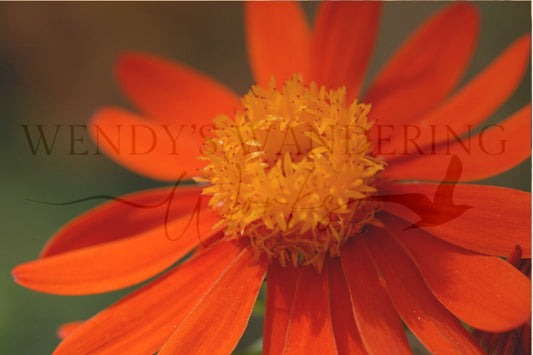 Blaze in Bloom-Photography Card