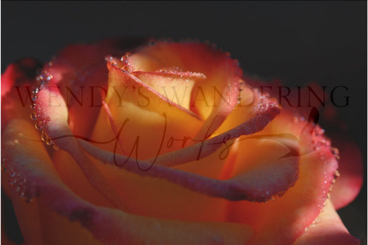 Whispers of Dawn-Photography Card