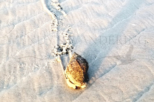 Slow and Steady-Photography Print