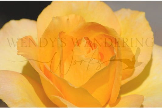 Golden Blush-Photography Card