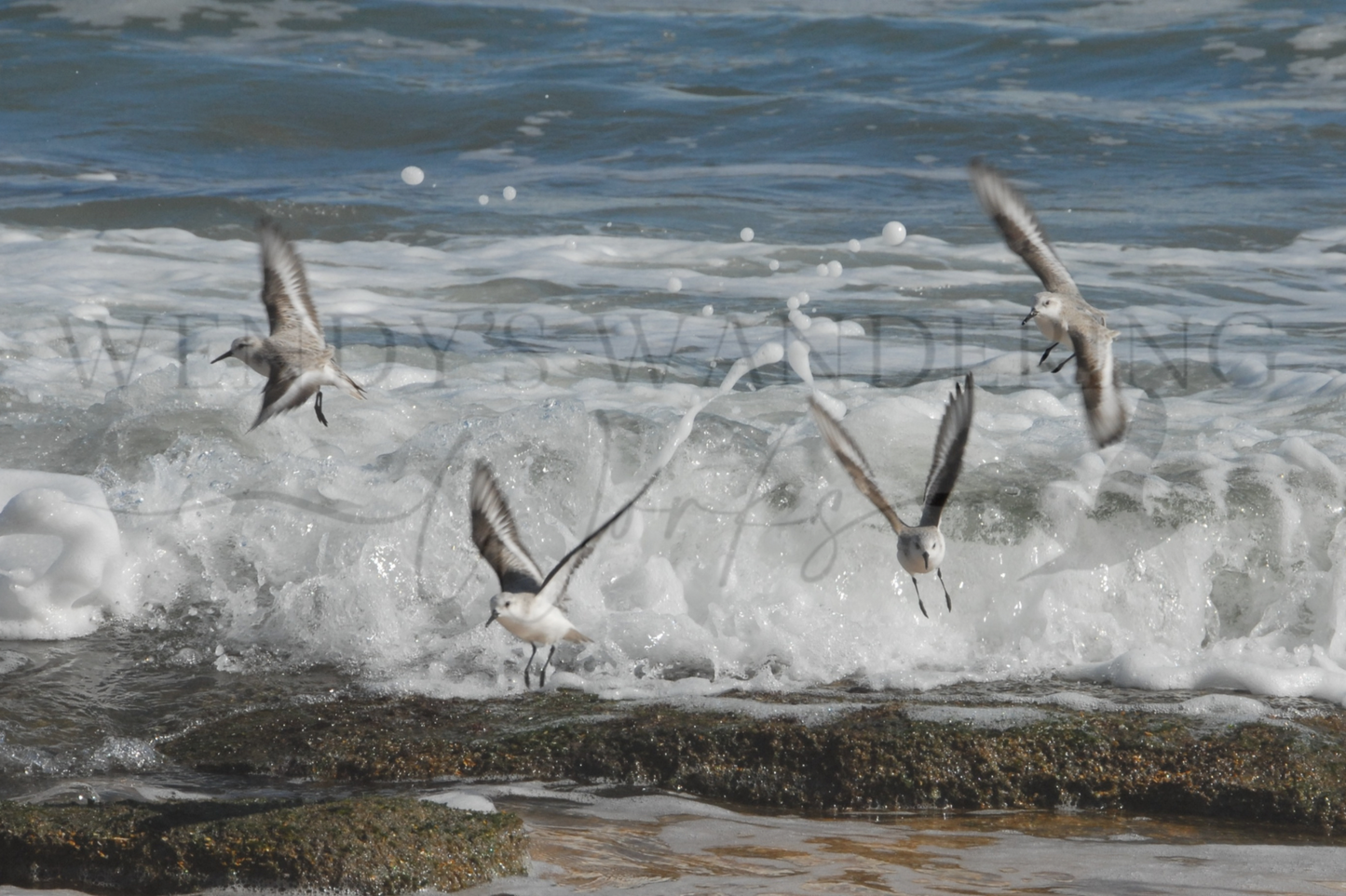 Sanderlings in Flight-Photography Card