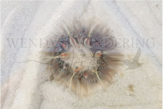 Tide Pool Treasure-Photography Print