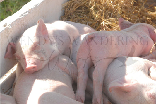 Puddle of Piglets-Photography Card