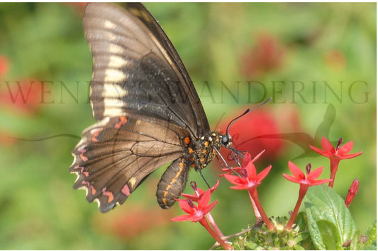 Spicebush Dancer-Photography Print