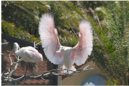 Perched in Pink-Photography Print