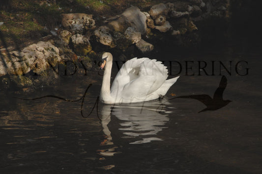Reflected Beauty-Photography Print