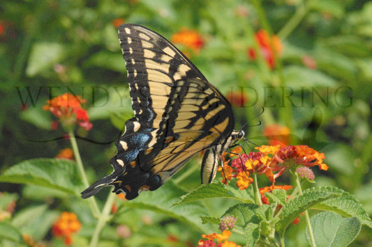 Golden Whisper-Photography Card