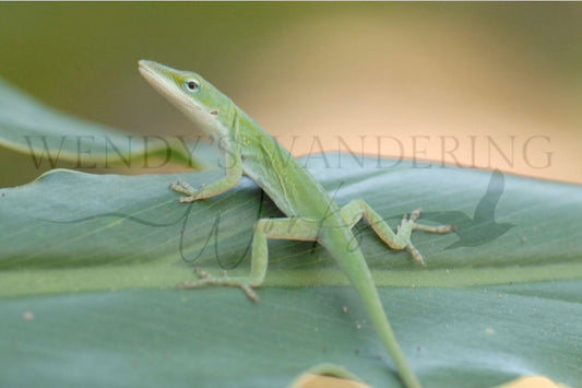 Leaf it to Me-Photography Print