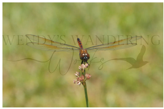Sunlit Sentinel-Photography Print