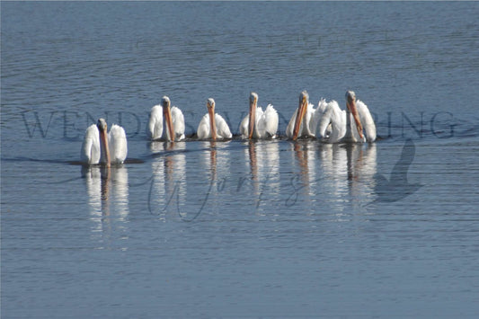 Grace in Formation-Photography Print