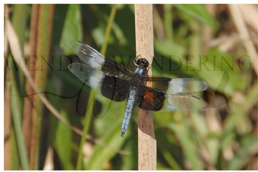 Wings of Stillness-Photography Print