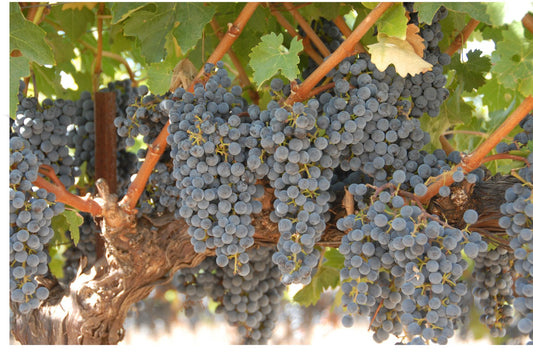 Vineyard Jewels-Photography Card