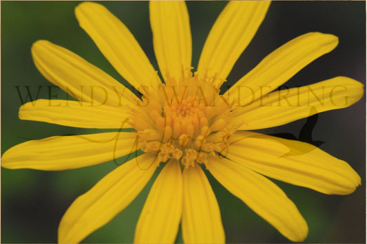 Golden Whisper-Photography Card