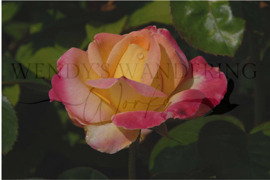 Sunrise Kissed-Photography Card