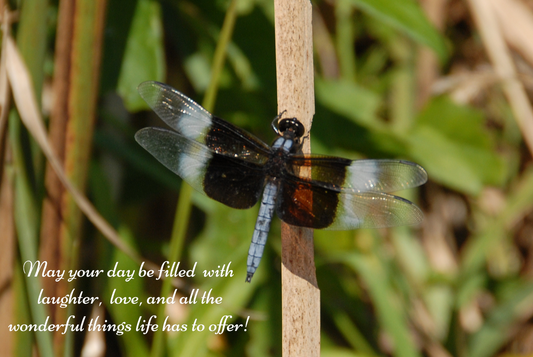 Wings of Good Wishes-Birthday Photography Card