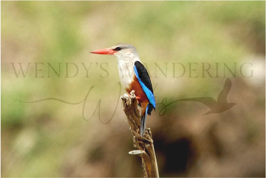 Royle Perch-Photography Print