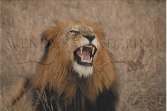 Echo of the Wild-Photography Print