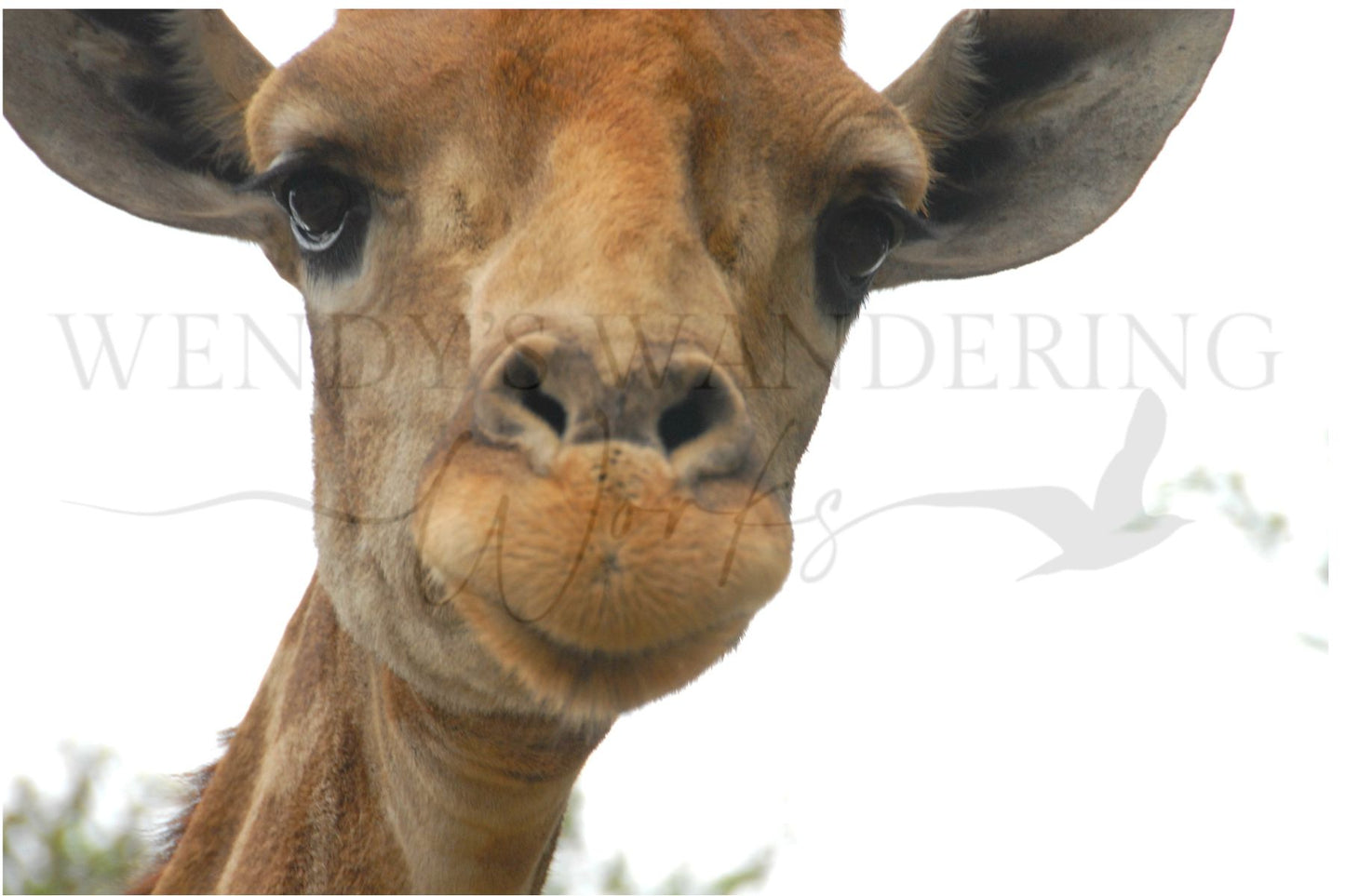 Innocent Eyes-Photography Print