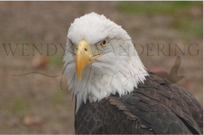 Majestic Gaze-Photography Card